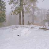 WISP - PANDORA (EP) (Music CD)