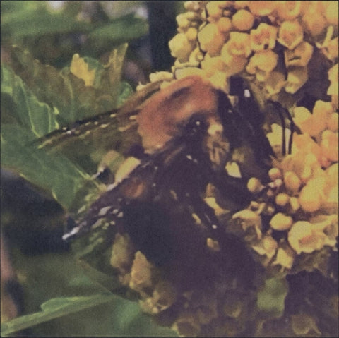 BRONCHO - NATURAL PLEASURE (TRANSLUCENT GREEN VINYL) (Vinyl LP)