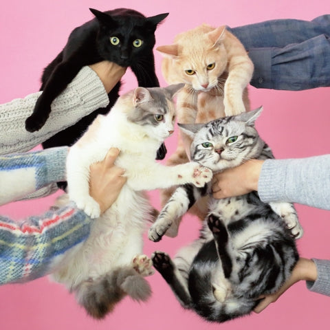 KINOKO TEIKOKU - NEKO TO ALLERGY (2LP) (Vinyl LP)