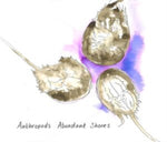 ANTHROPODS - ABUNDANT SHORES (Music CD)