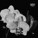ASSORTED ORCHIDS - ASSORTED ORCHIDS (GATEFOLD/WHITE VINYL) (Vinyl LP)
