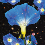 LOUISE,SARAH - NIGHTTIME BIRDS & MORNING STARS (PINK VINYL/DL COUPON) (Vinyl LP)