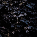 VALLERA,MICHAEL - VIVID FLU (180G/TRANSPARENT VINYL/DL CARD) (Vinyl LP)